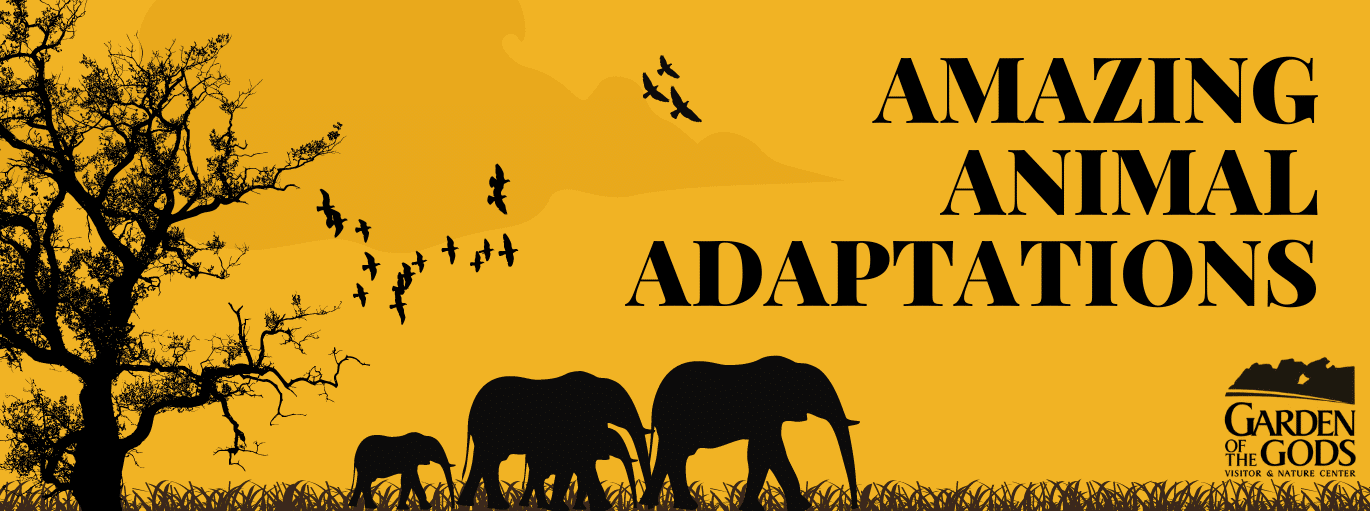Amazing animal adaptations logo