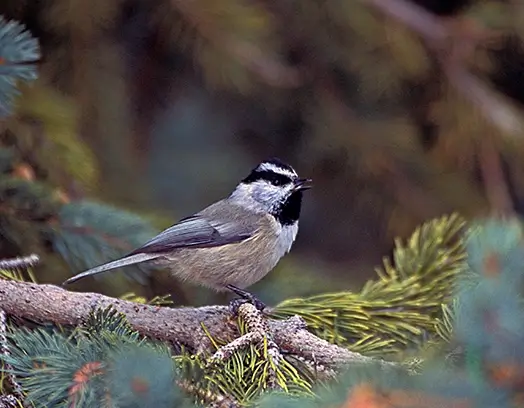 Mountain Chickadee