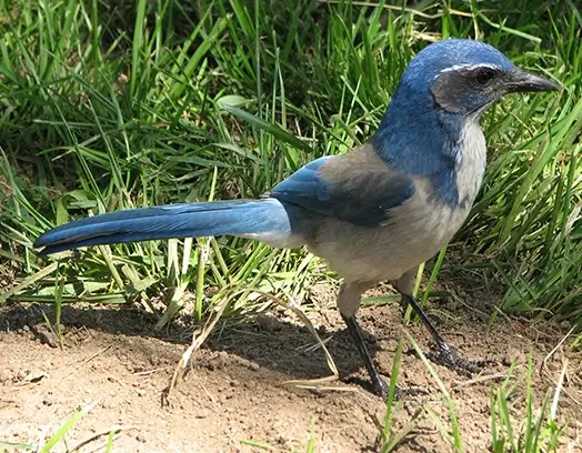 Western Scrub Jay