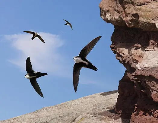 White Throated Swifts flying