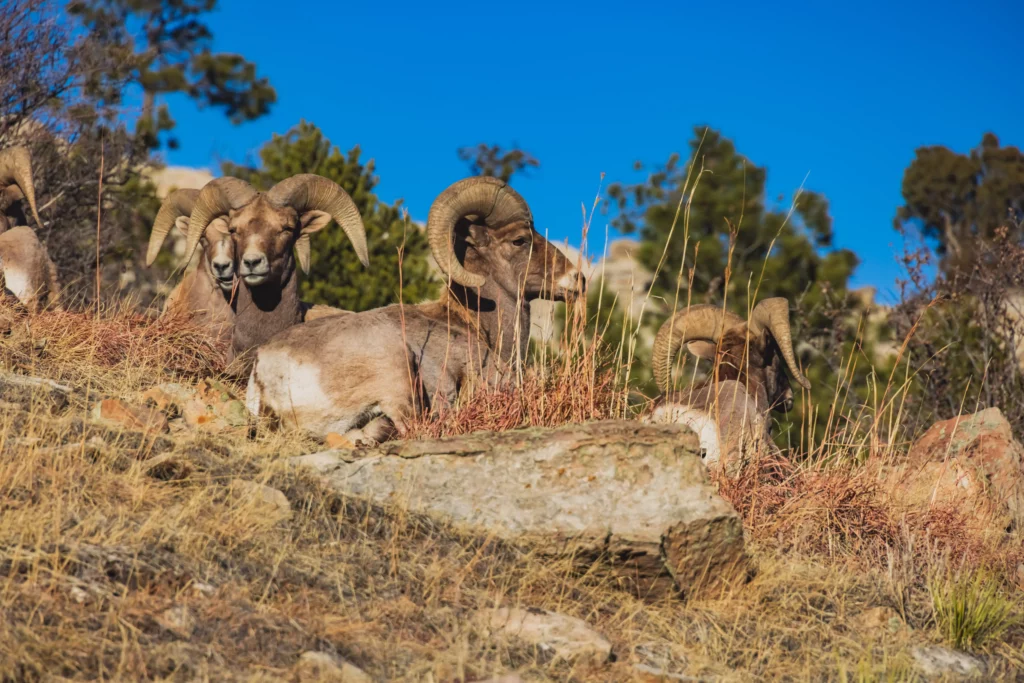 Bighorn sheep up close