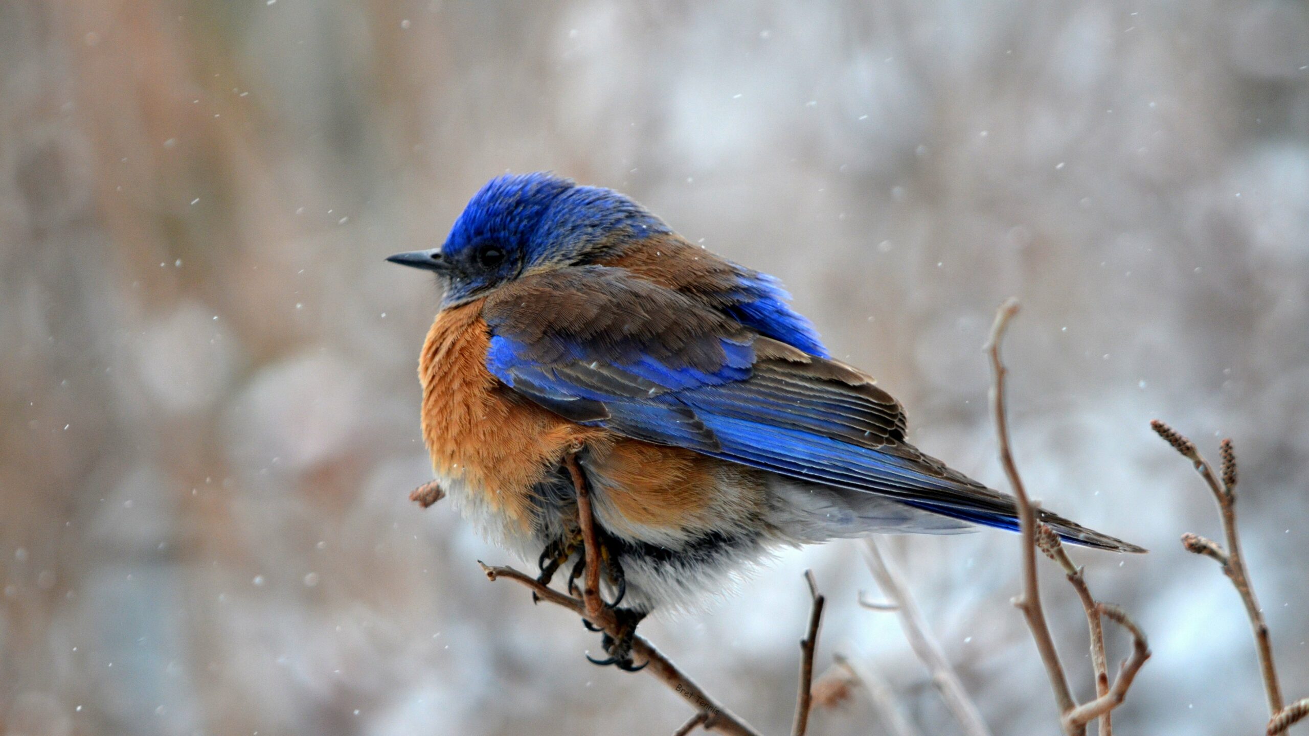 western blue bird